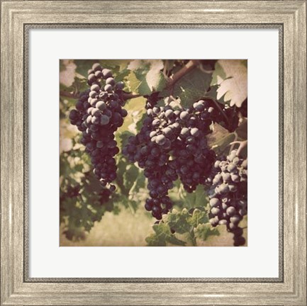 Framed Vintage Grape Vines III Print