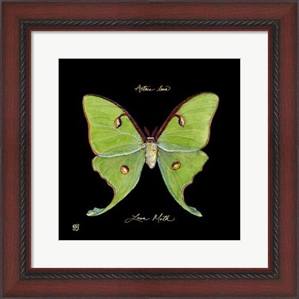 Framed Striking Butterfly IV Print