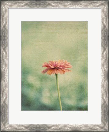 Framed Flower Portrait III Print