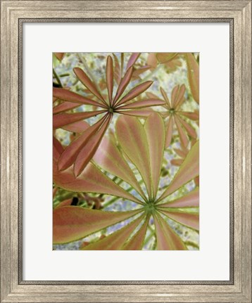 Framed Woodland Plants in Red III Print