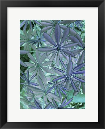 Framed Woodland Plants in Blue IV Print