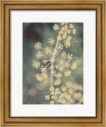 Framed Queen Ann&#39;s Lace I Print