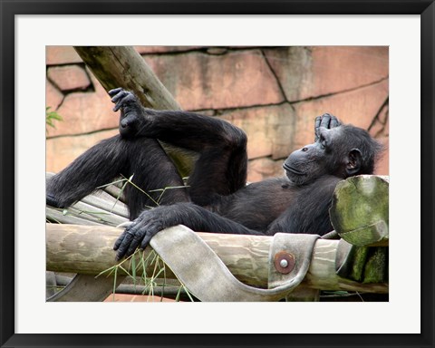 Framed Chimp - Just relaxing Print