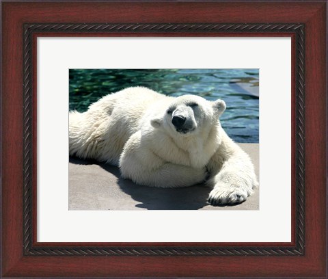 Framed Polar Bear on the floor Print
