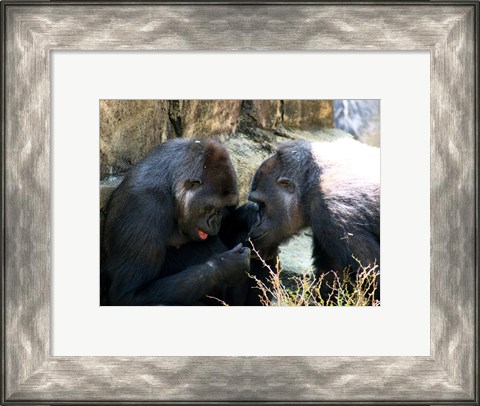 Framed Gorillas - Look what I found! Print
