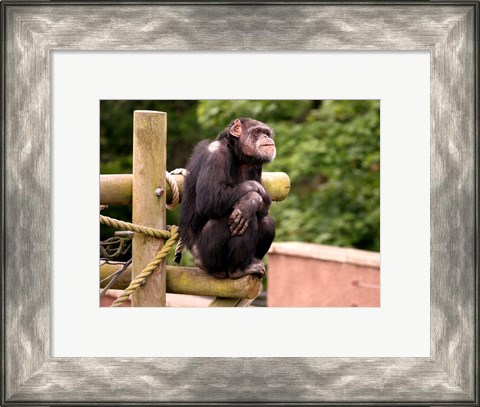 Framed Chimp - The revelation Print