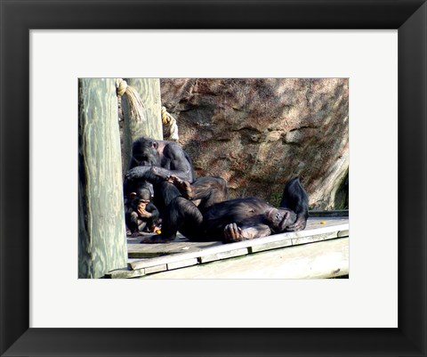 Framed Chimps - Just Chillin Print