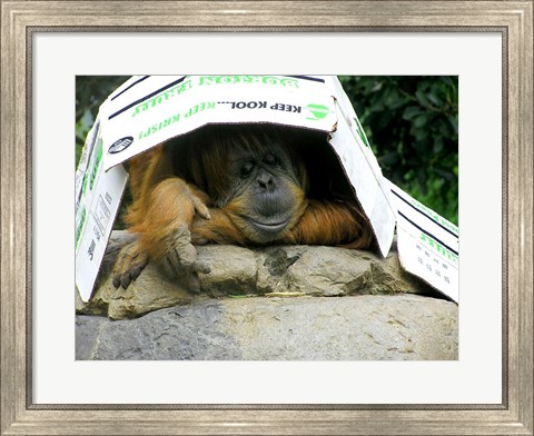Framed Orangutan - Give me shelter Print