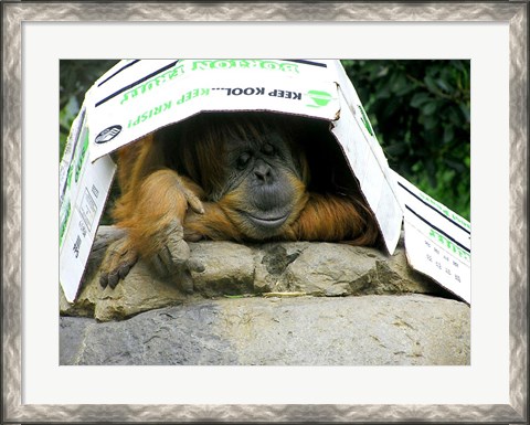 Framed Orangutan - Give me shelter Print