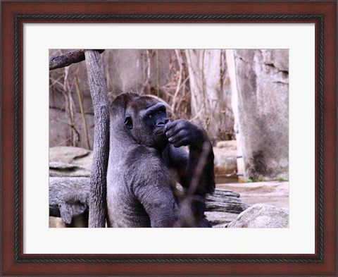 Framed Gorilla - Perhaps? Print