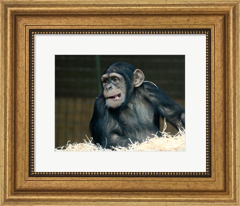 Framed Funny Monkey Print