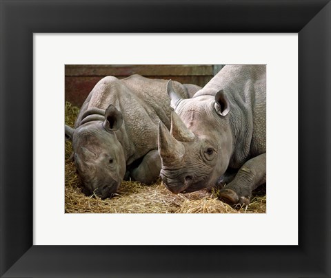 Framed Two Rhinos Print