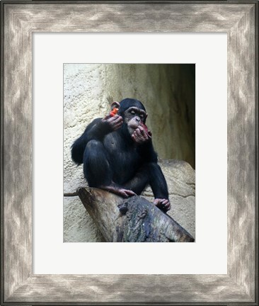 Framed Orangutan - Burlap Hat Print