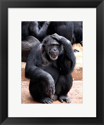 Framed Chimp - Let me think it over Print