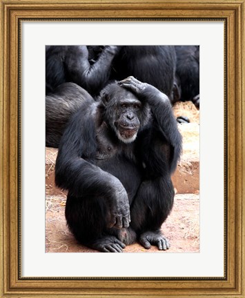 Framed Chimp - Let me think it over Print