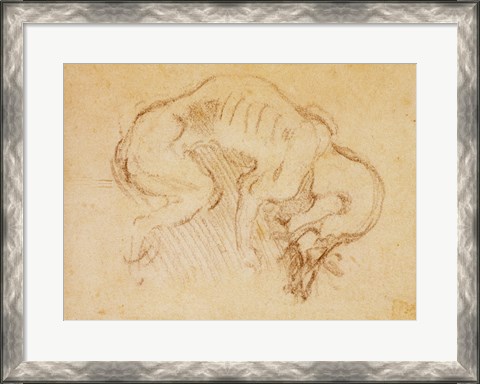 Framed Study of a dog Print