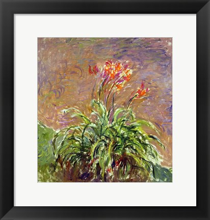 Framed Hemerocallis, 1914-17 Print