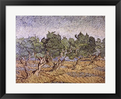 Framed Olive Orchard, Violet Soil Print