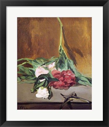 Framed Stem of Peonies and Secateurs, c.1864 Print