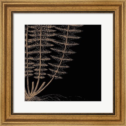 Framed Fern IV (on black) Print