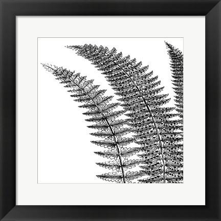 Framed Fern I (on white) Print