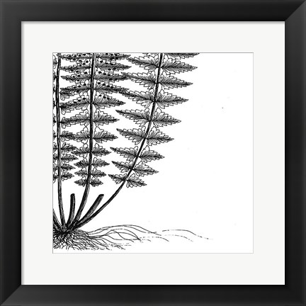 Framed Fern IV (on white) Print