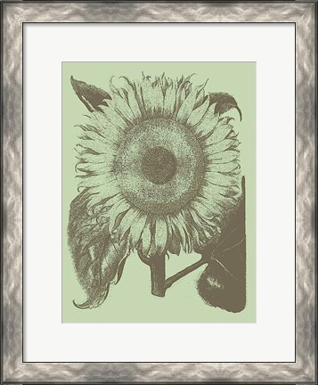 Framed Sunflower 11 Print