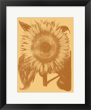 Framed Sunflower 19 Print