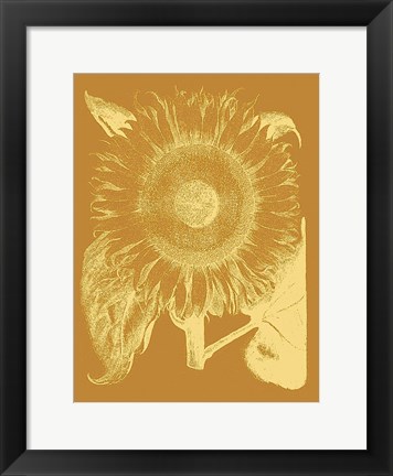 Framed Sunflower 20 Print
