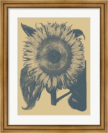 Framed Sunflower 1 Print