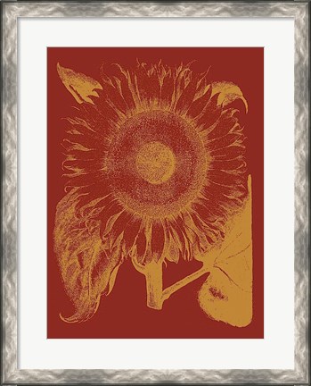 Framed Sunflower 16 Print
