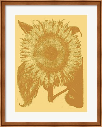 Framed Sunflower 19 Print