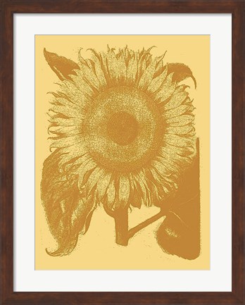 Framed Sunflower 19 Print