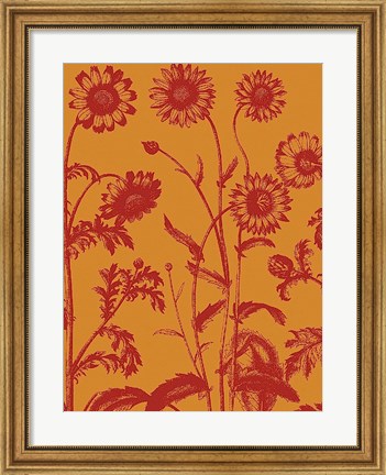 Framed Chrysanthemum 15 Print