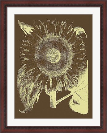 Framed Sunflower 3 Print