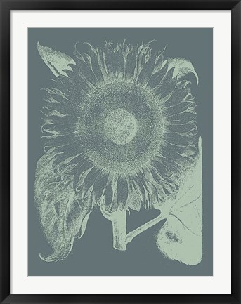 Framed Sunflower 7 Print