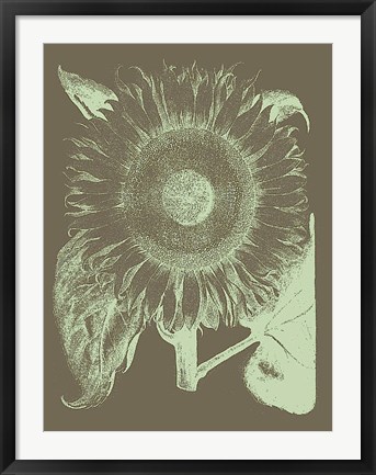 Framed Sunflower 12 Print