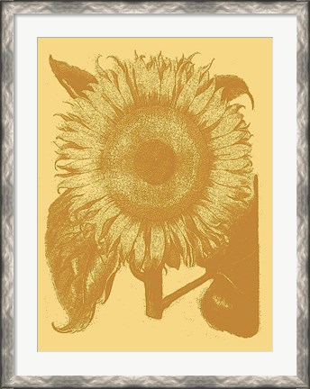 Framed Sunflower 19 Print