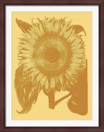 Framed Sunflower 19 Print