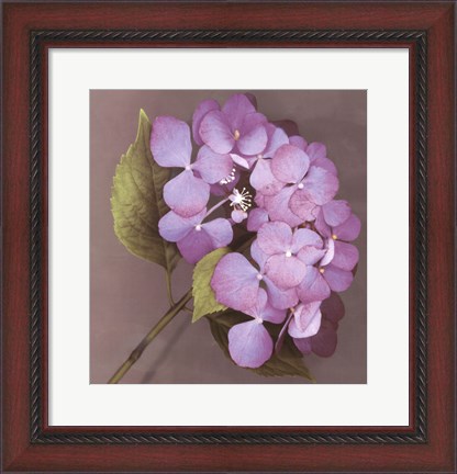 Framed Purple Hydrangea Print