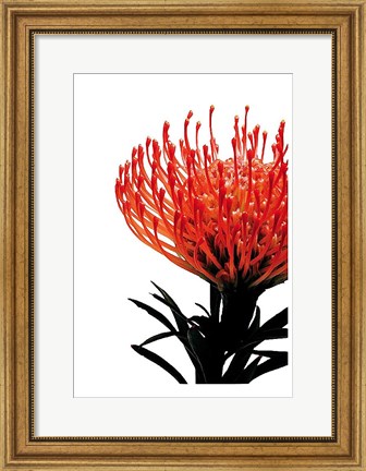 Framed Orange Protea 1 Print