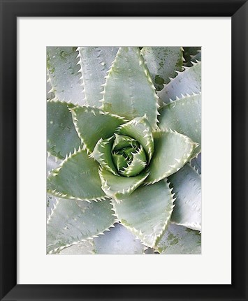 Framed Cactus 3 Print