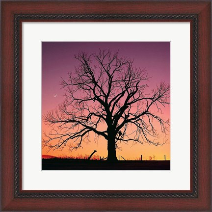 Framed Arboral Afterglow Print