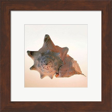 Framed Conch Print