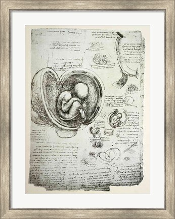 Framed Human Fetus in the Womb Print