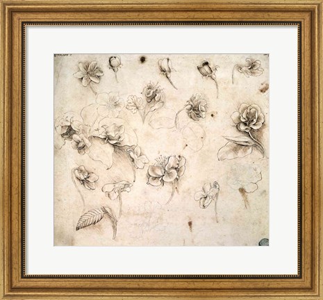 Framed Study of the Flowers of Grass-like Plants Print
