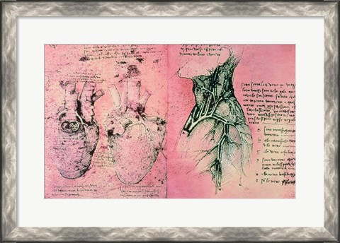 Framed Anatomical drawing of hearts and blood vessels Print