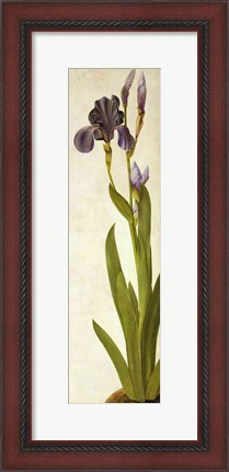 Framed Iris Print