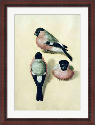 Framed Three studies of a bullfinch Print