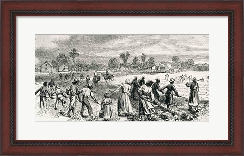 Framed Labour in the Cotton Fields, Hoeing the Young Plants Print